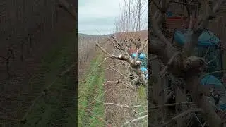 Как ухаживать интенсивная садах #сад #goldenappletree #applegarden #дача #яблоки #природа #новости