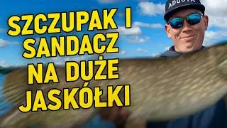 Szczupak i sandacz na duże jaskółki