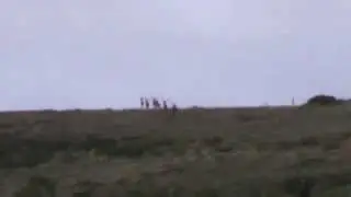 Running the Ridge, big muleys