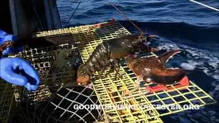 Ловля омаров 101 на борту Degelyse Oversized Lobsters