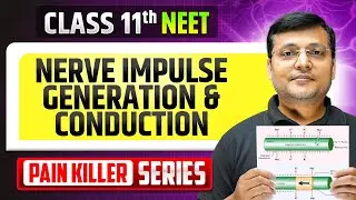 Nerve impulse Generation & Conduction - From Basic to Advanced || NEET 2026