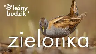 Leśny budzik - Zielonka