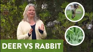 How to Tell the Difference Between Deer and Rabbit Damage on Plants 🦌🐇