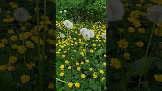 Dandelions are already white against the background of bright yellow flowers