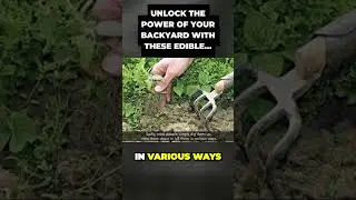 Uncovering the Nutrition and Medicinal Benefits of Common Backyard Weeds