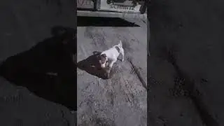 #daf105 #джекрассел #фокс #лучшийдруг #быт #игрун #dog #truck #animal