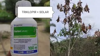HERBISIDA GARLON UNTUK MEMBASMI ANAKAN KAYU | Bahan aktif triklopir
