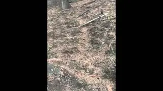 Fire morels - Morel mushrooms in an old burn - no Elm or Ash trees