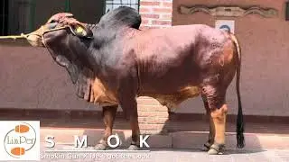 Toro: SMOK - Brahman Rojo (Smokin Gun 109/7 X He&rsquo;s Got The Look)