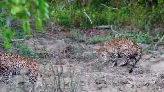 LEOPARD CUBS AT PLAY ,YALA Sri Lanka