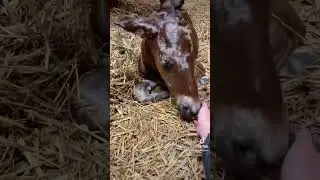 Welcome to the world little baby ❤️🥺 #newborn #foal #horses
