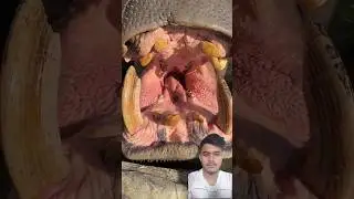 Oops hippo ate grape by mistake🤯 #shortsviral #trending