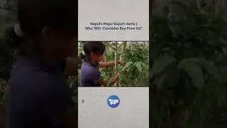 Where Does Nepal Export Its Coffee?