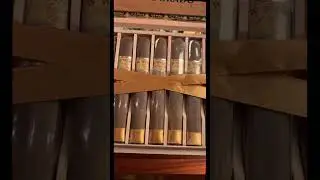 New World Dorado 🍂💨 #asmr