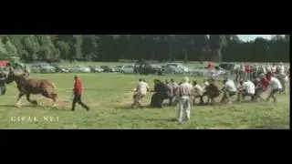 Одна лошадиная сила против толпы / One horsepower against the crowd