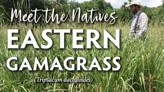 Queen of the Grasses - Eastern Gamagrass (Tripsacum dactyloides)