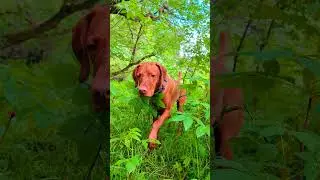 Sneaky 💚 #pointer #vizsla #huntingdog #jungle