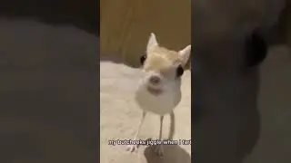 My butt cheeks jiggle when I fart 🔥
