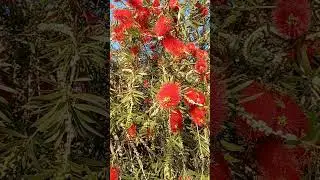 Bottle brush plant (Callistemon) in Western Australia 🇦🇺
