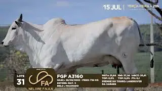 LOTE 31   FGP A3160