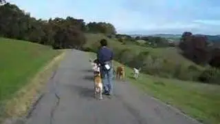 Woofwalks
