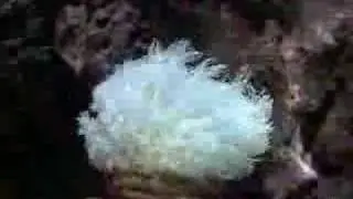 Marine Aquarium Goniopora - Time Lapse