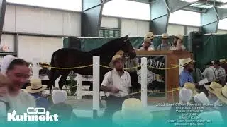 East Coast Harness Sale - Video Highlight Lot 249