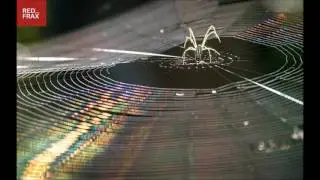 Scientists Have Created a Synthetic Spider Silk That is Stronger Than Steel