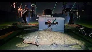 Monster Catfish Caught at Night on the Tennessee River! 