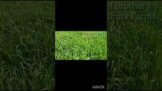 Patel Brother's Agriculture Farms|| Chittorgarh #youtubeshorts #google #farming