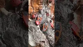 European firebugs (Pyrrhocoris apterus)