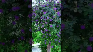 Beautiful Purple Rose #rose #flowers #nice #shorts