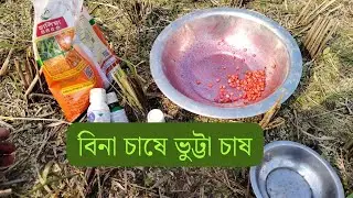 No-till corn cultivation method |#smartkrishi #vutta #corn