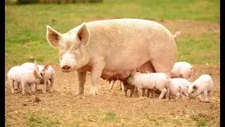 Svinje - Kako dobiti &scaron;to vi&scaron;e prasadi po krmači?