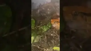 *RARE * Tomato Frog Croaking