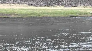Hitching for Atlantic Salmon