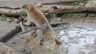 Pipy's naughtiness leads B and L to play in the mud. 