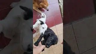E #anjing #cute #fyp #trendingshorts #shorts #short #lol #fypシ゚ #memes  #puppy #tiktokviral #animals