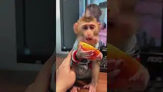 Baby monkey BiBi loves to eat fruit | Curious Monkey Family's Daily