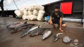 Earthcast SOS - Operation Driftnet, Sea Shepherd Australia