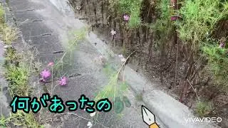 今年も秋桜の季節になりました🤗
