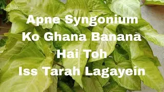 How To Grow Syngonium From Cutting? | Syngonium Ko Ghana Kaise Banayein?