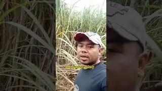 sugarcane history #sugarcane #shortvideo #agriculture #trending #farminglife
