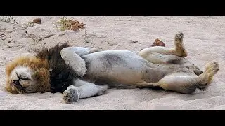 Our African Safari