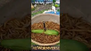 Legendary Sword vs Cucumber | Epic Worm Army Timelapse 🥒⚔️
