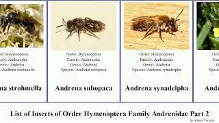 List of Insects of Order Hymenoptera Family Andrenidae Part 2 andrena calliopsis mining bee flava