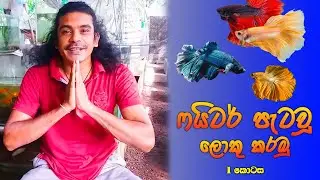 ෆයිටර් පැටවූ ලොකු කරමු (1 කොටස ) | Fighter petau loku karamu | Parisaraya Mrai