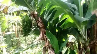 Garden's ABRIMAC SECULAR services