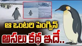 Viral Penguin Walking Alone | ఒంటరి పెంగ్విన్ అసలు కథ