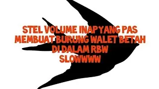 Suara inap dan stelan volume yang pas burung walet  betah di dalam